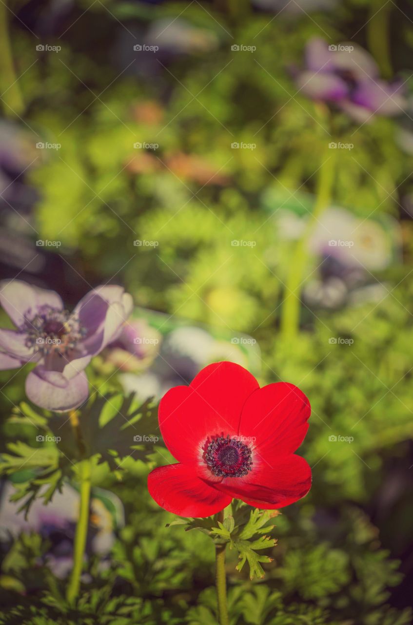 Plants. Garden centre