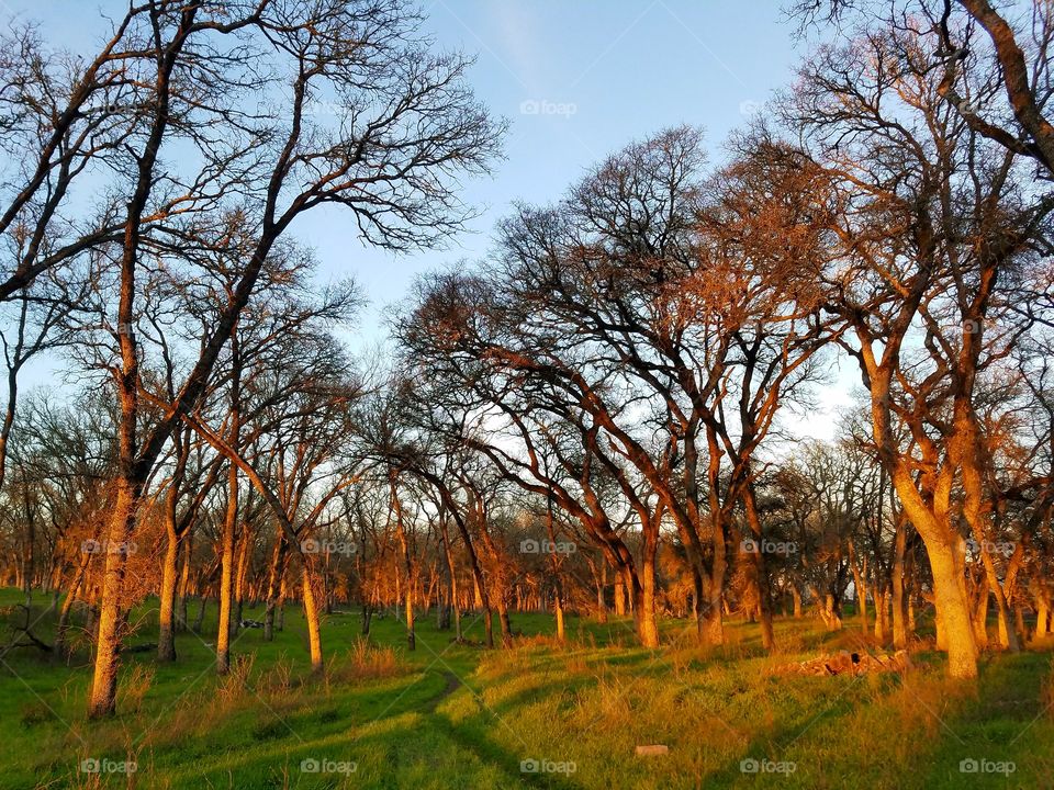Golden hour shining through the oaks