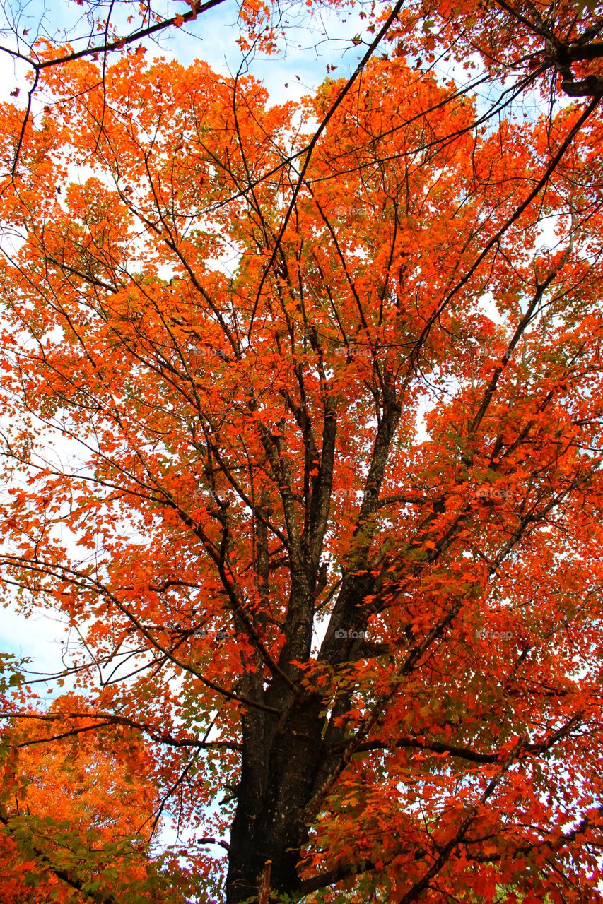 Look at that redish orange