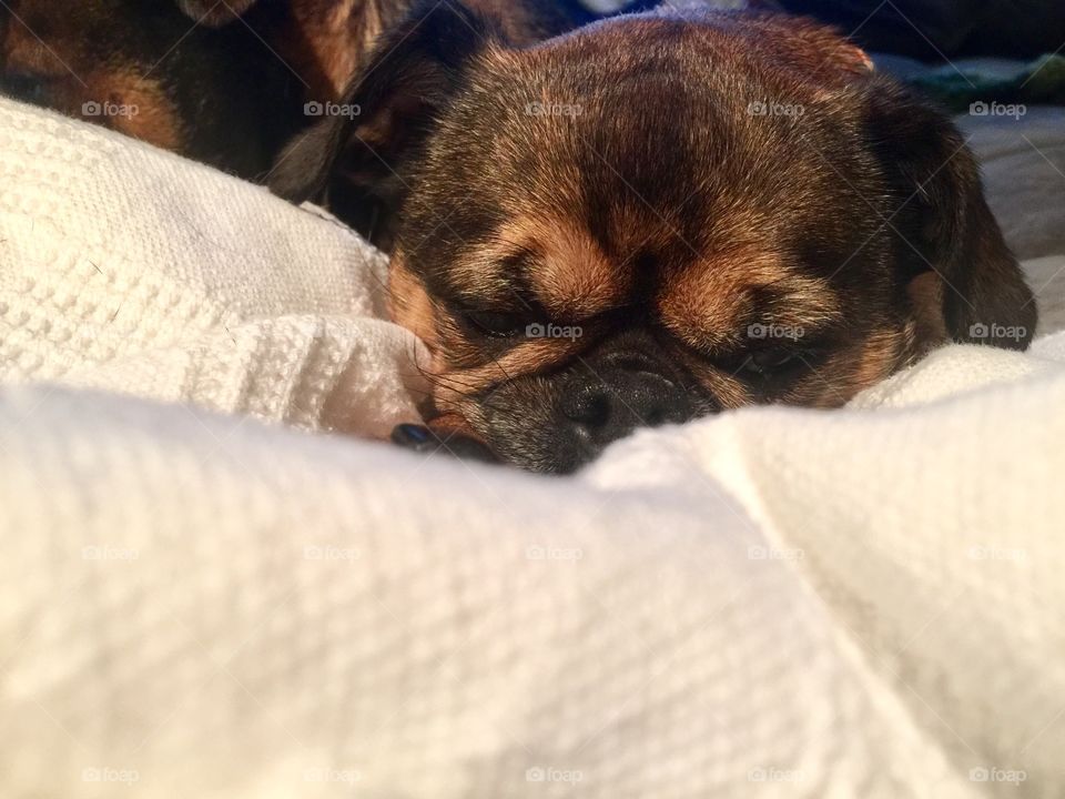 Brussels griffon sleeping 