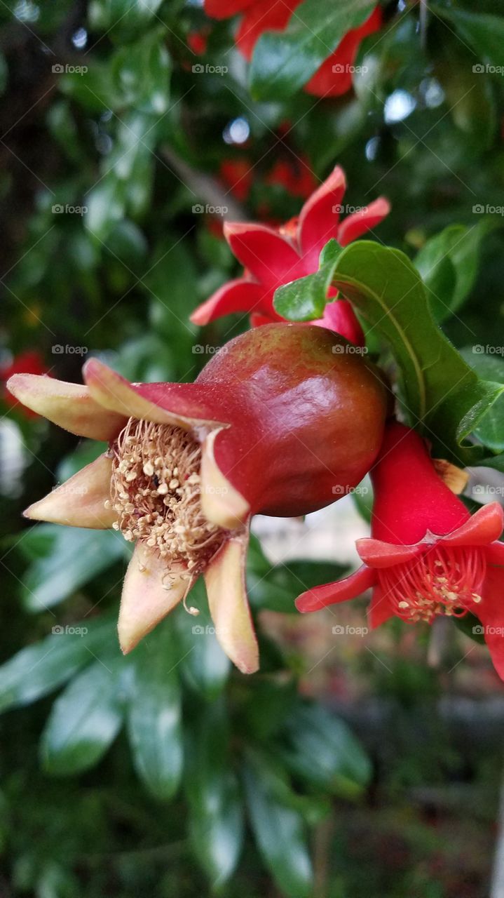 Pomegranates fruit on tree