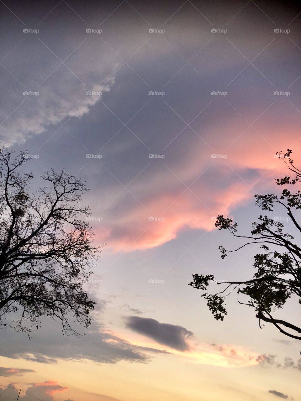 Sunsetting in shades of pink yellow and blue tree tops mother nature’s beauty 