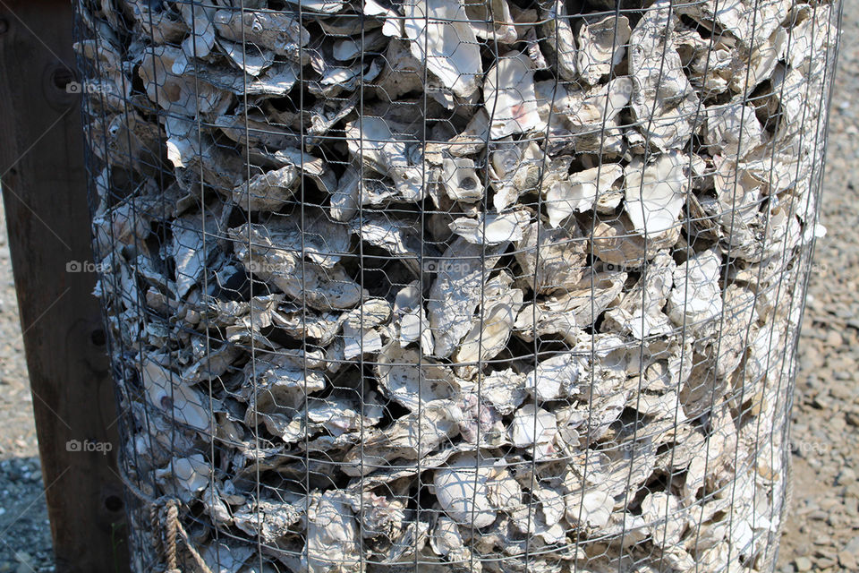 Oyster shells, Oyster Bay, Hoods Canal