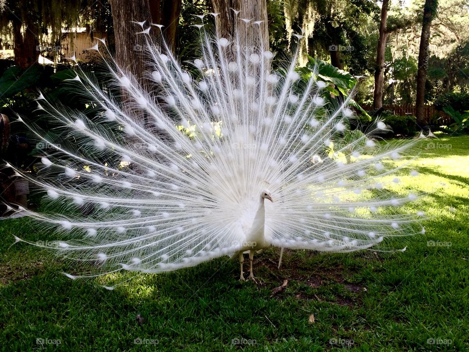 A beautiful white peacock in Saint Augustine, Florida. These are very tame and you can hand feed them. 