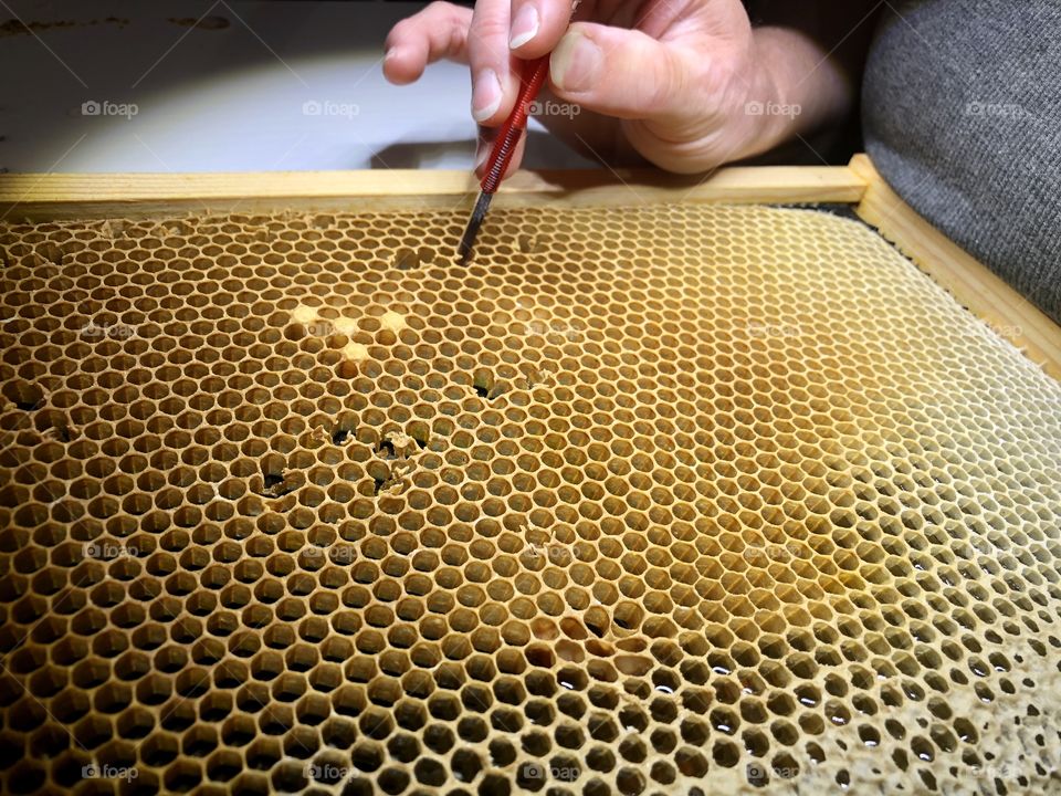 Beekeeping, grafting, queen rearing, queen, rearing, bees, honeybee, honeybees, brood, wax, comb, nectar, capped, eggs, larva, tool, hand, woman, delicate, process, light, dark, frame, foundation, honey, table