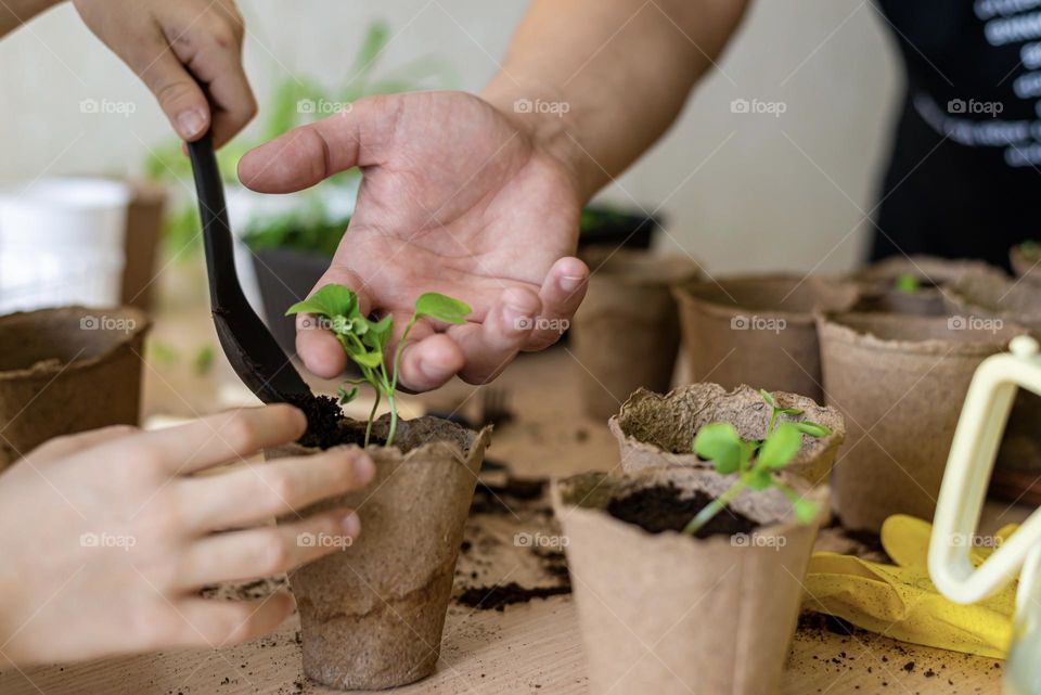 a man and a child are planting seedlings indoor plants, hands in the frame