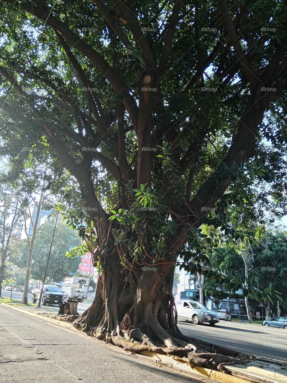 tree in Guadalajara