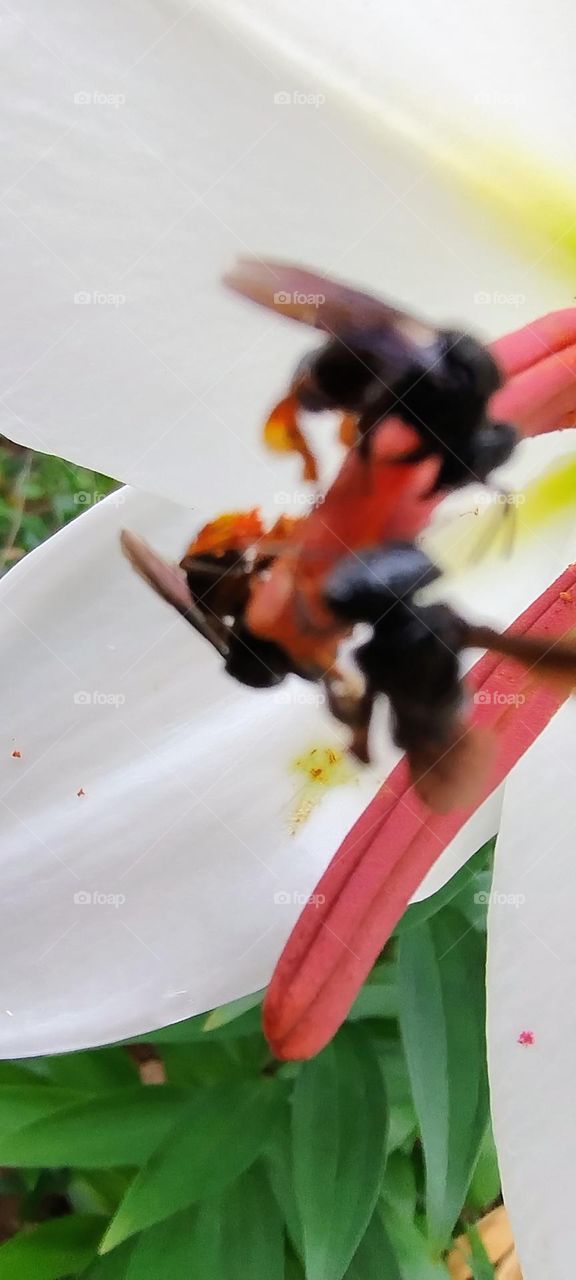 bees collecting poken