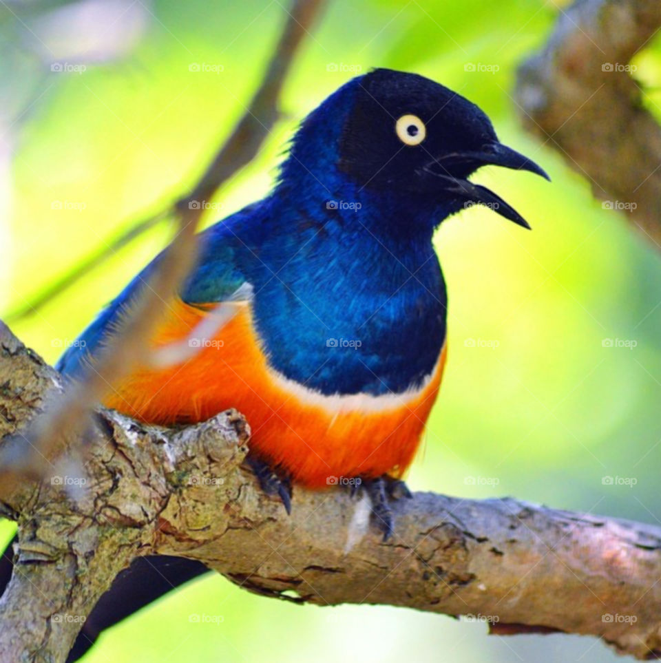 Brightly colored bird with stunning eyes.