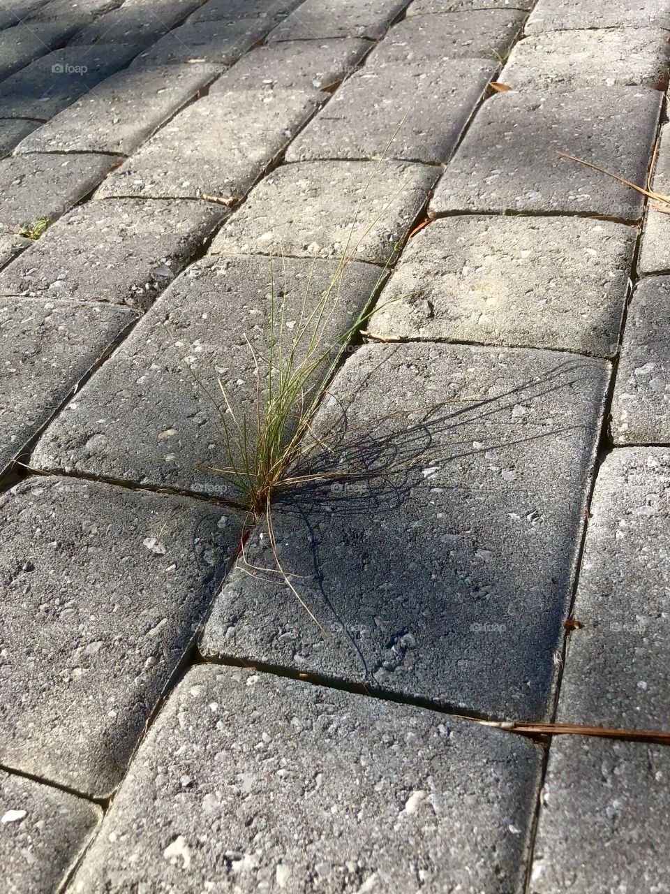 Single clump of grass sprouting between granite pavers on walkway 