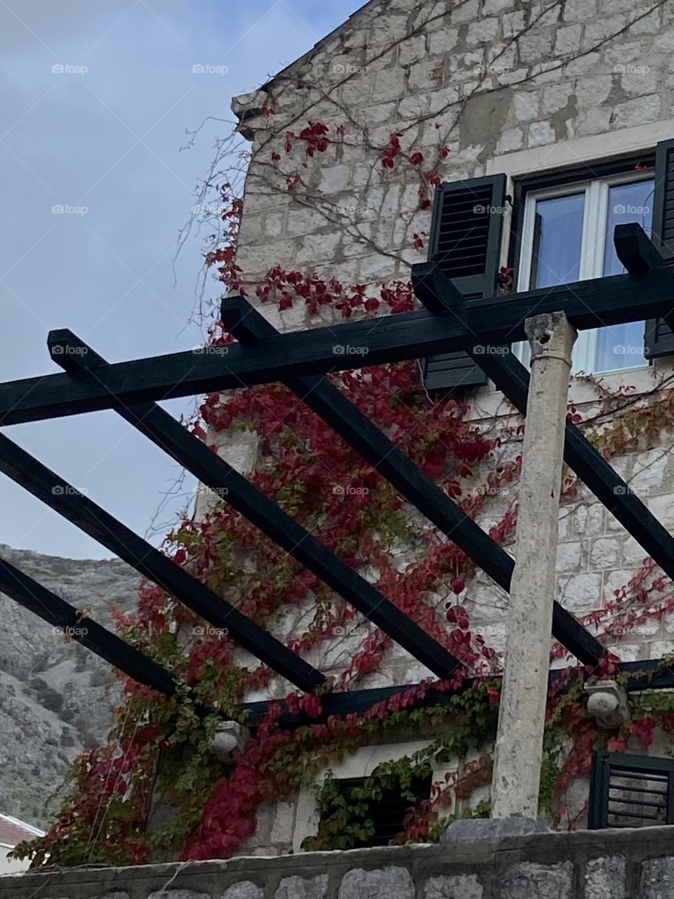 Red leaves climbing a house.