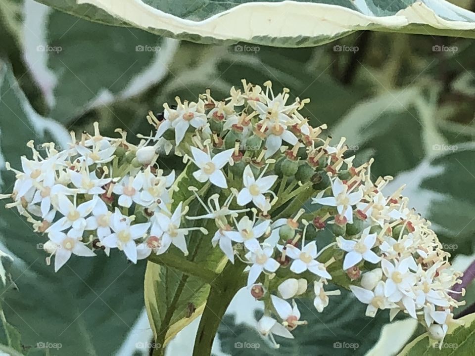 Petite White Flowers