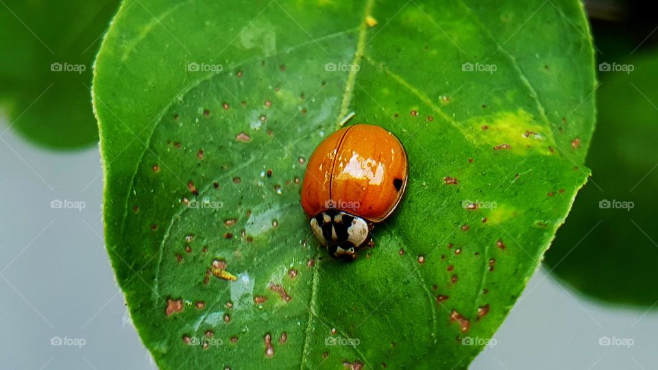Lady bug