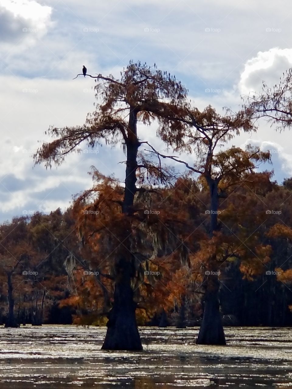 Osprey Eagle Bird in Cypress Tree on Caddo Lake in the  Fall in Texas