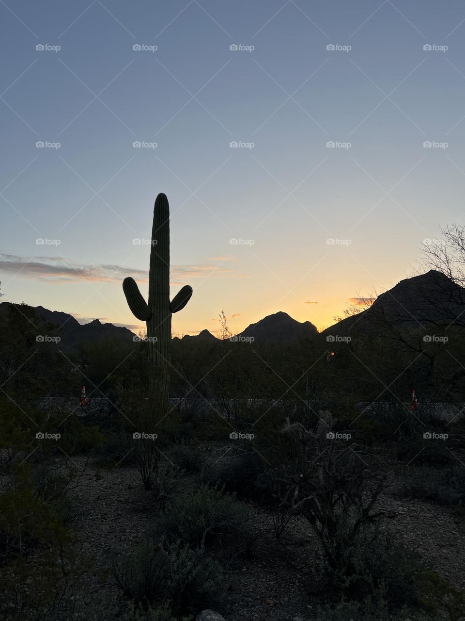 Saguaro at sunrise