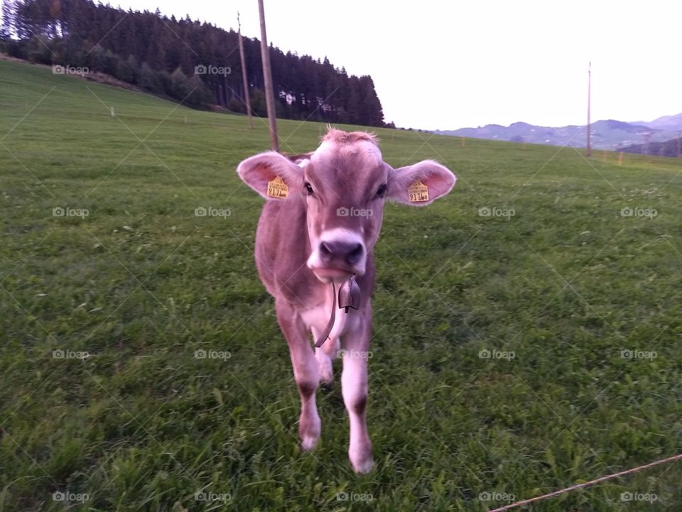 cow Switzerland face to face