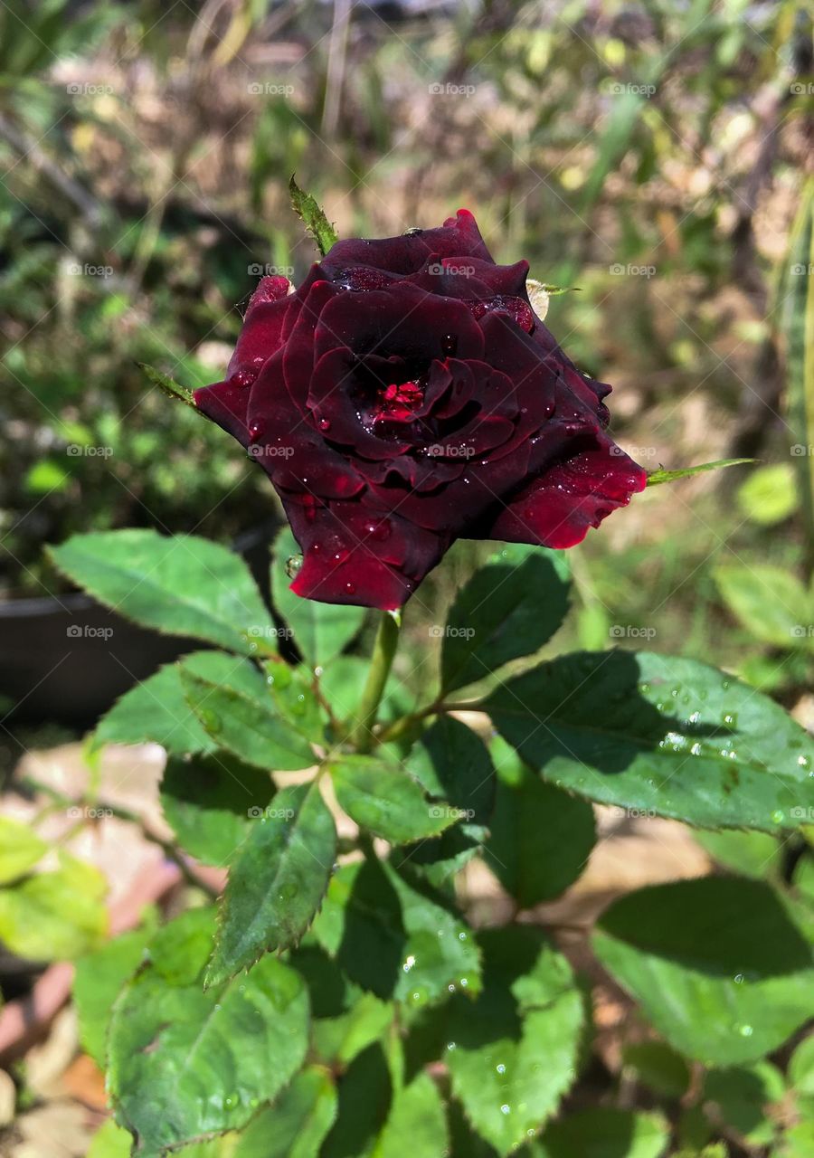 Black Baccara Roses 