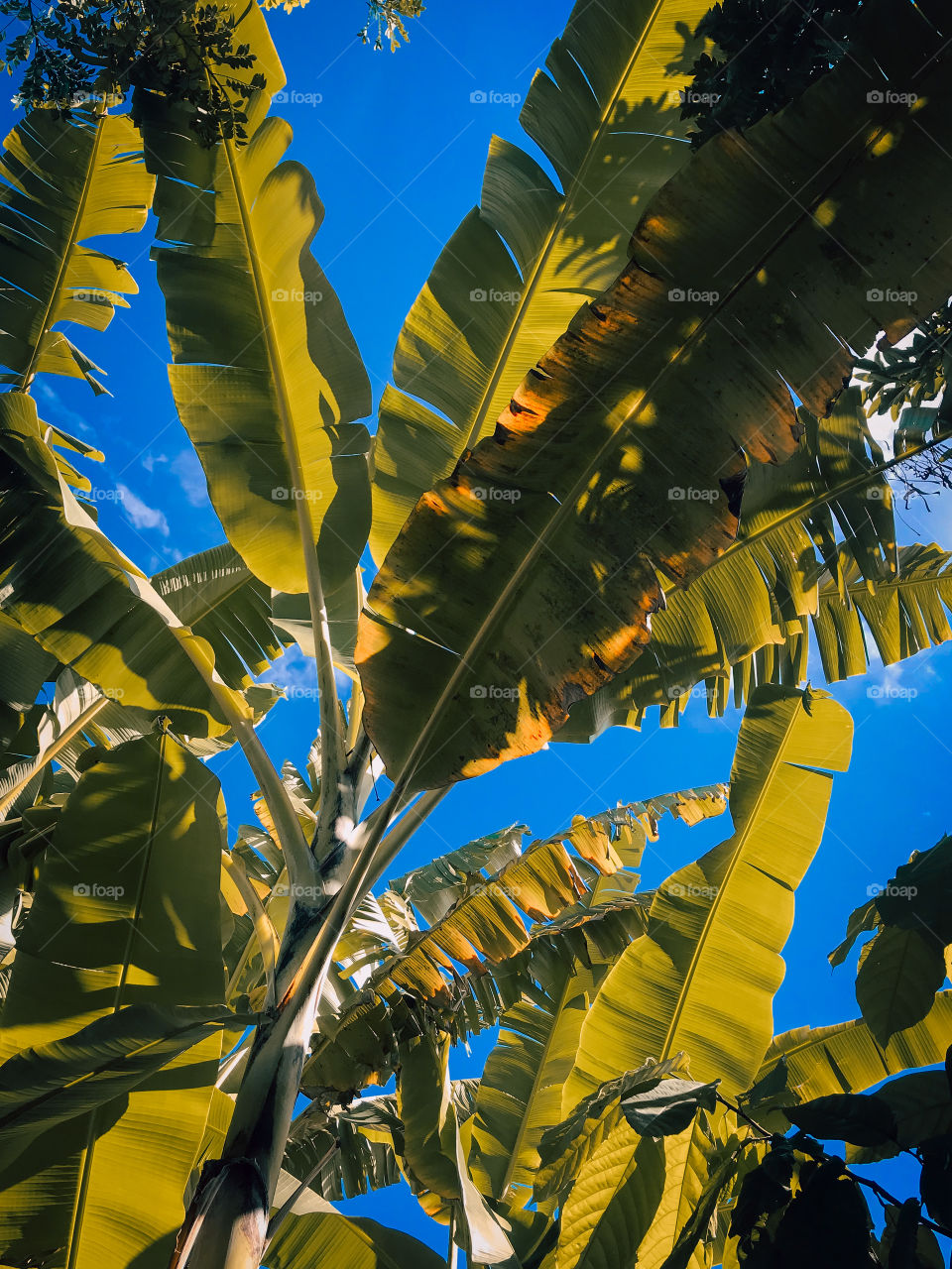 a wonderful banana tree!