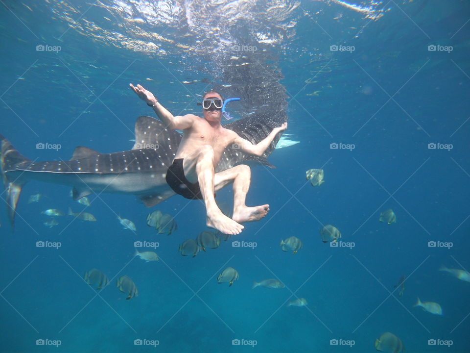 Philippines snorkling with share whales