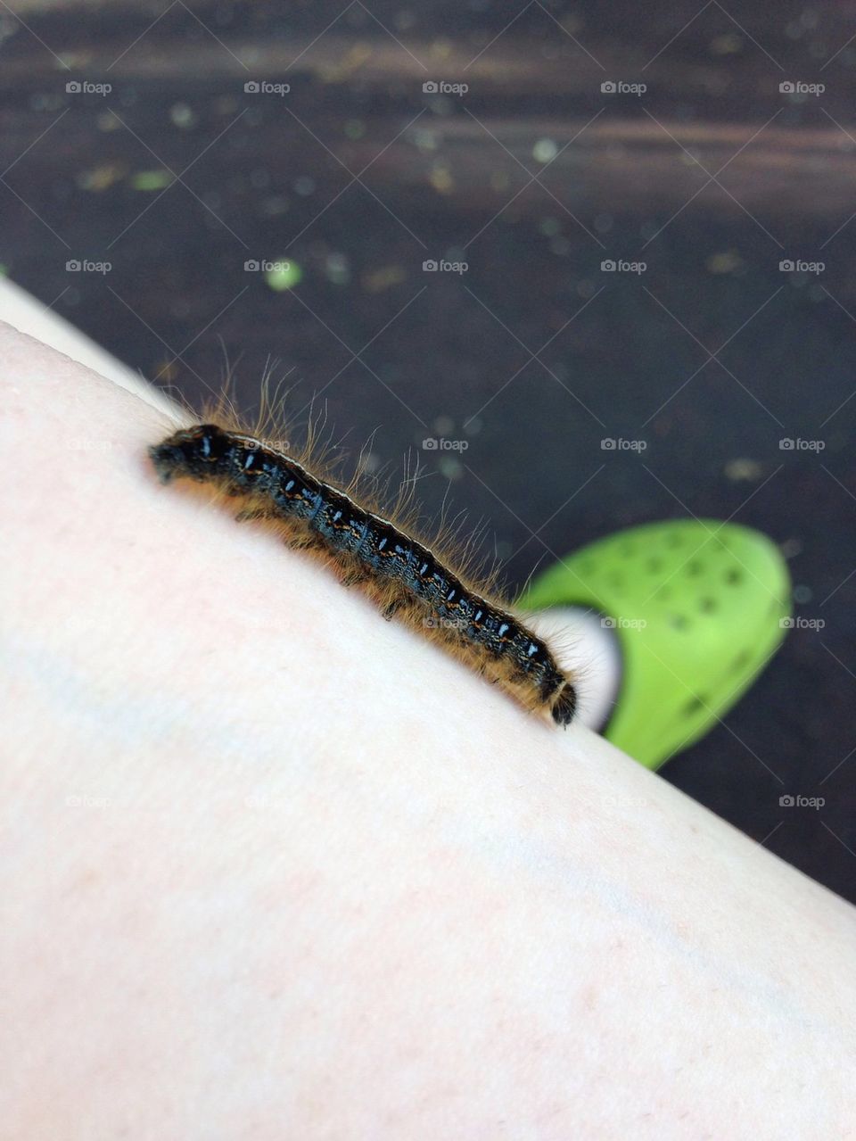 Caterpillar!