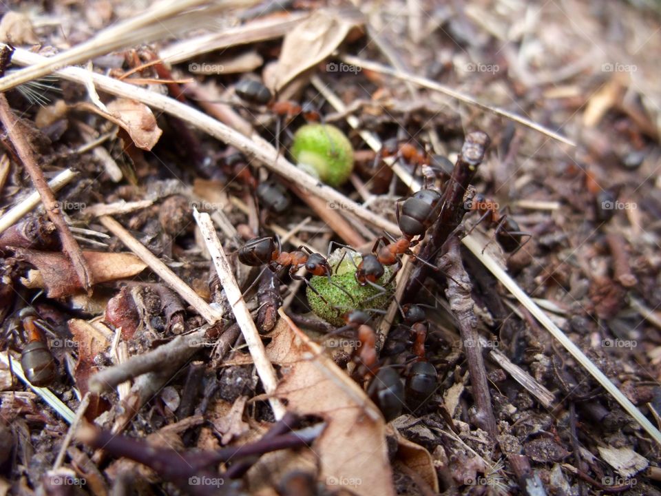 There is an ant hill close to my house.  The weather has been nice so the ants have been very busy and active. I noticed that many ants makes an interesting sound.