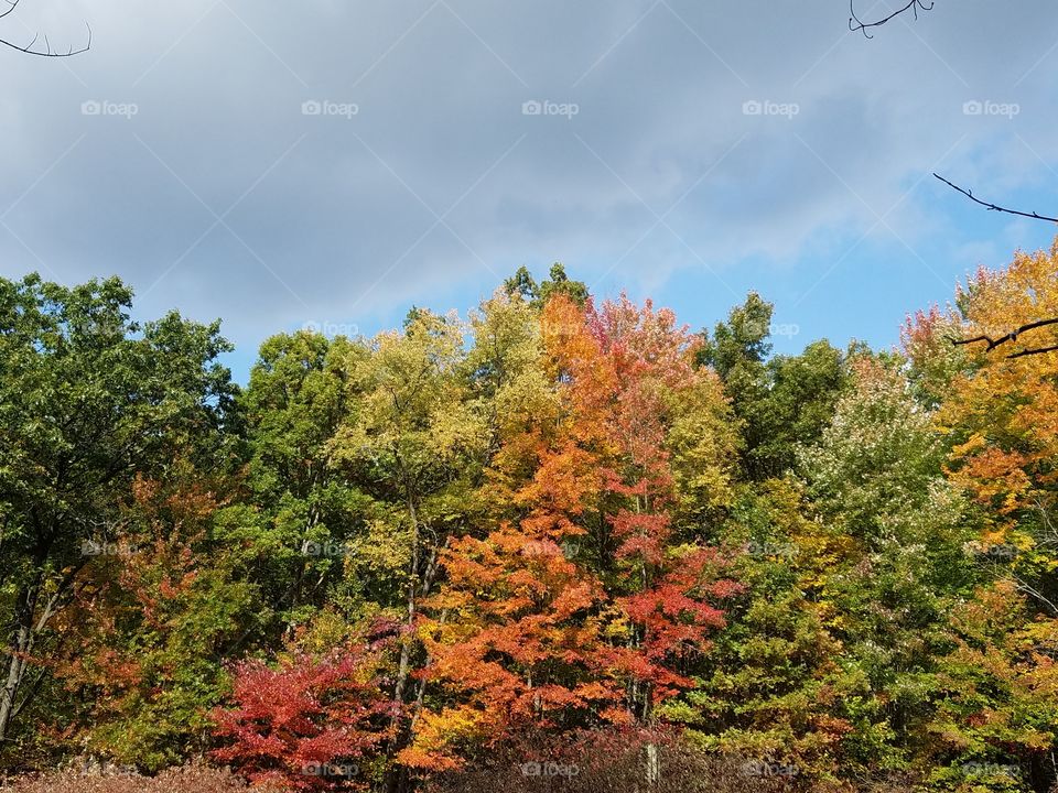 Fall, Tree, Landscape, Nature, Leaf