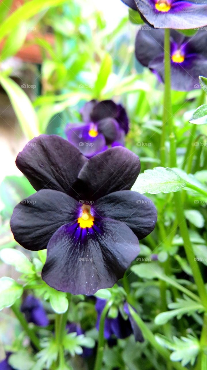 black pansies