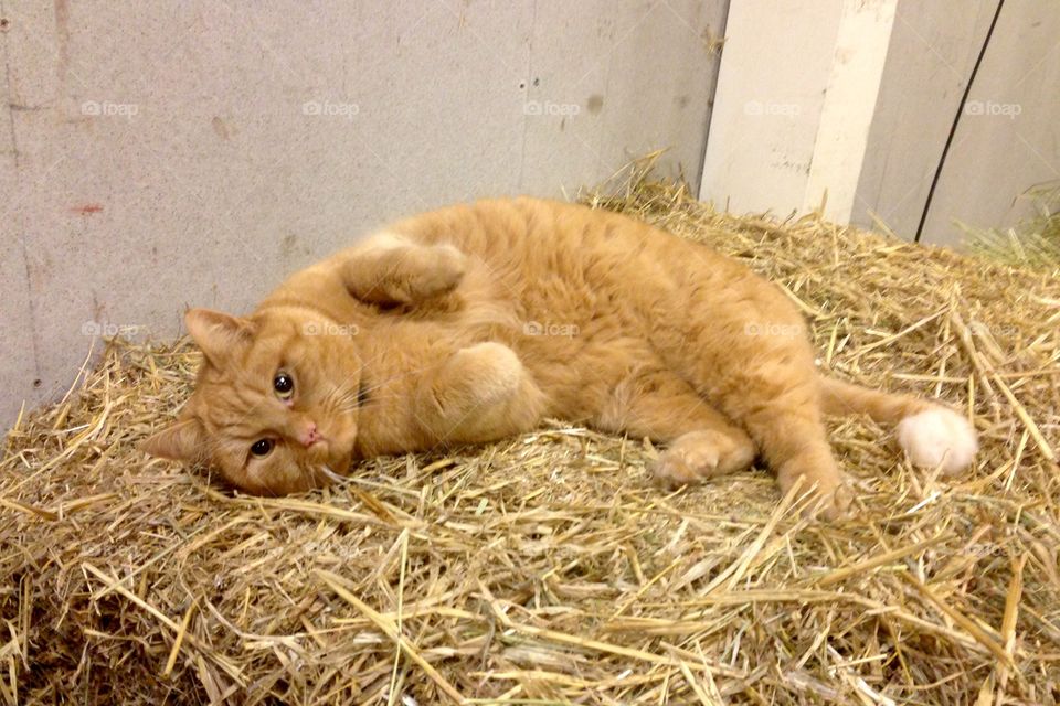 Yellow cat on bale of hay