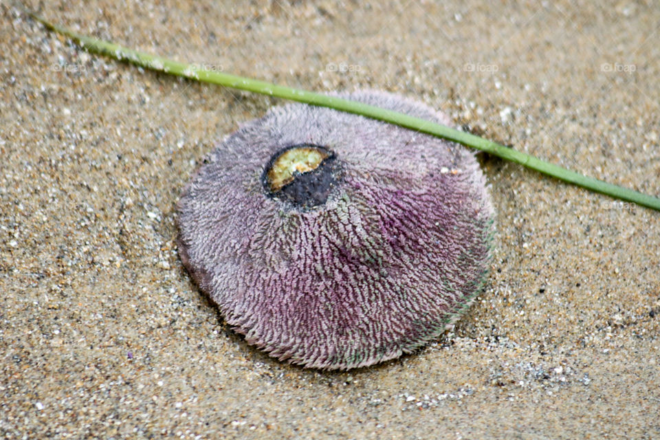 Live sand dollar