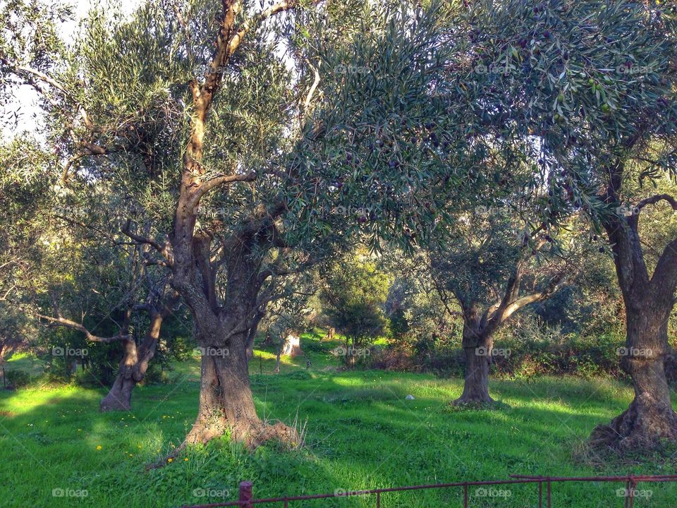 Olive trees