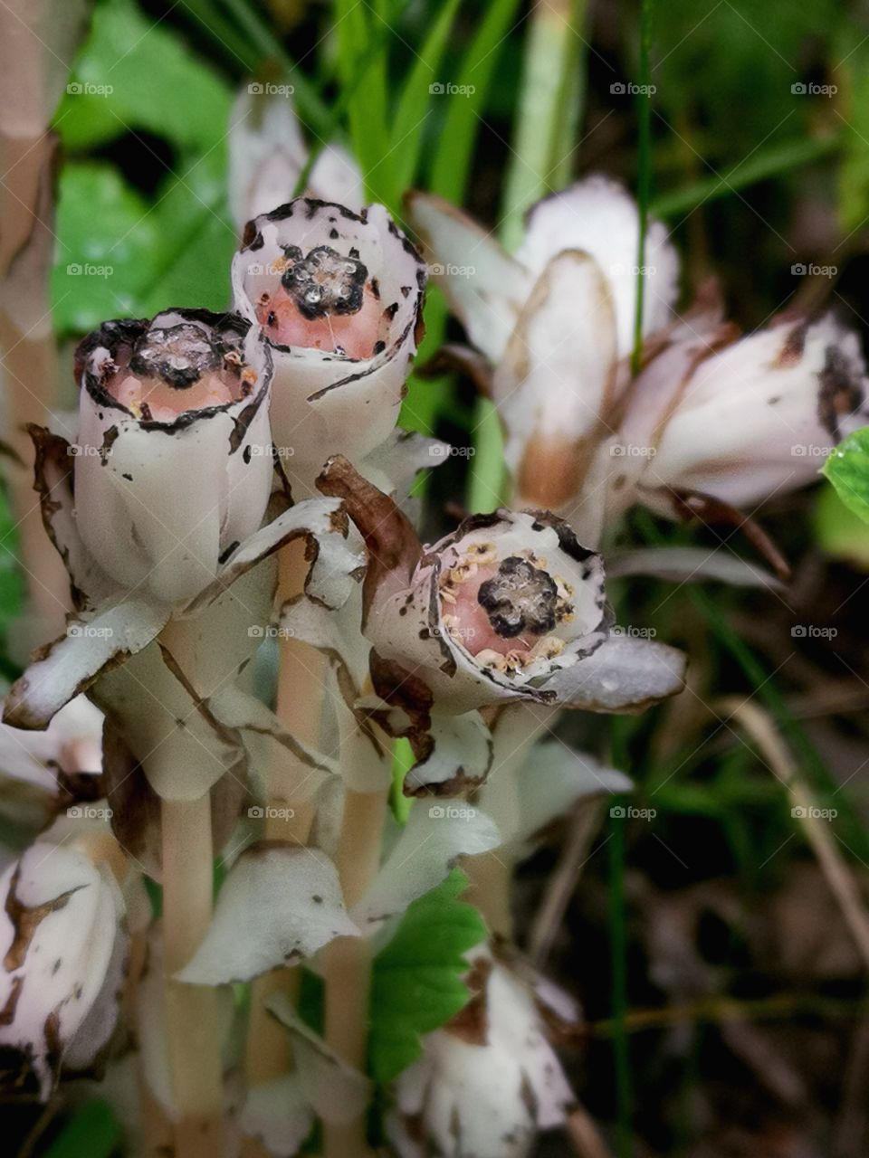 Indian pipe