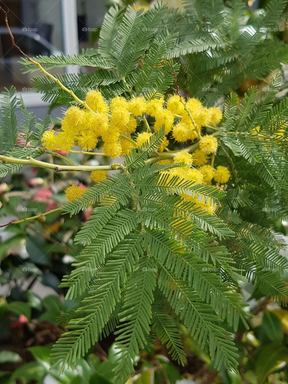 Blüten in Frühling