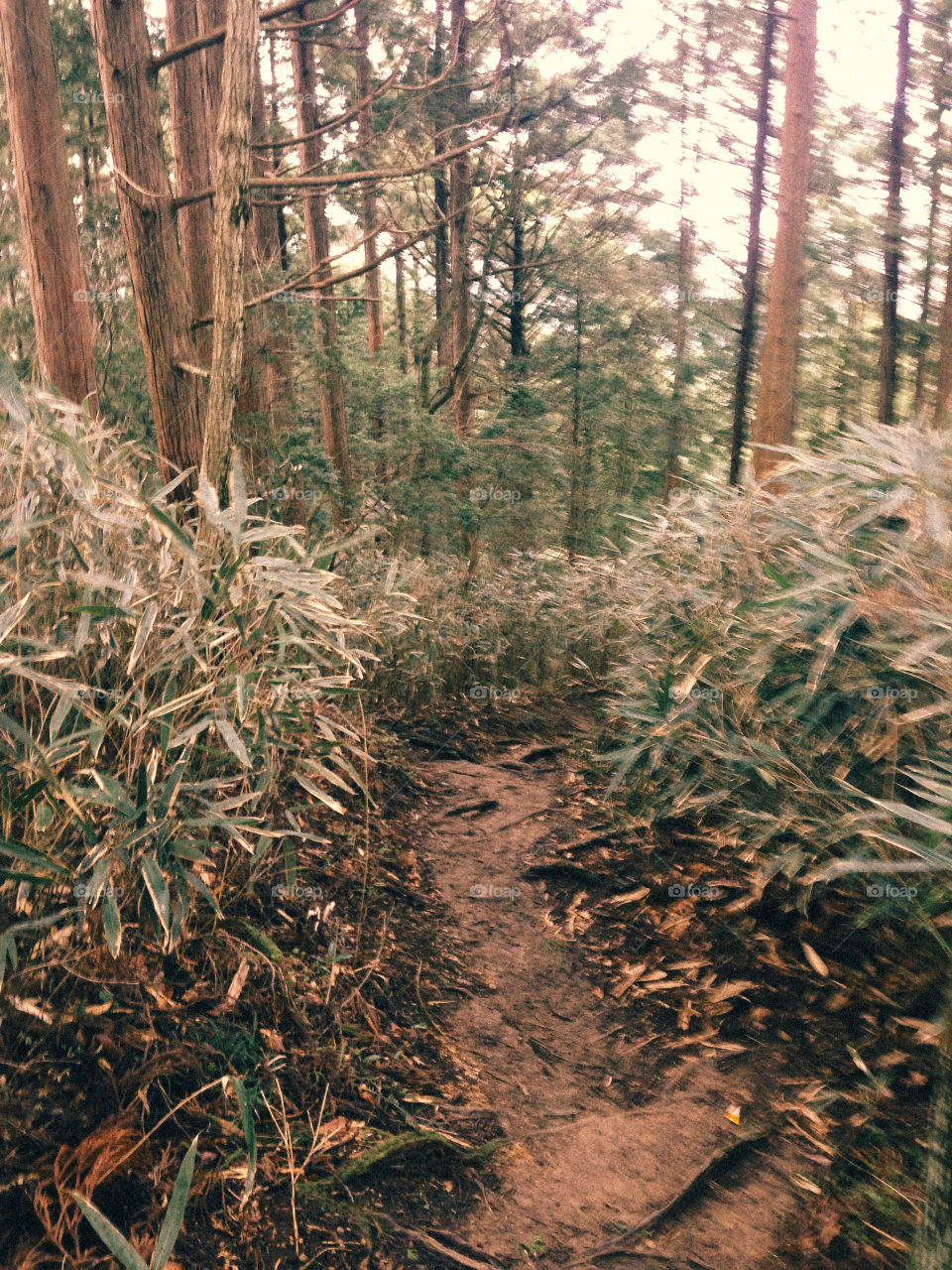 Trail. Pilgrim’s trail in mount Koya