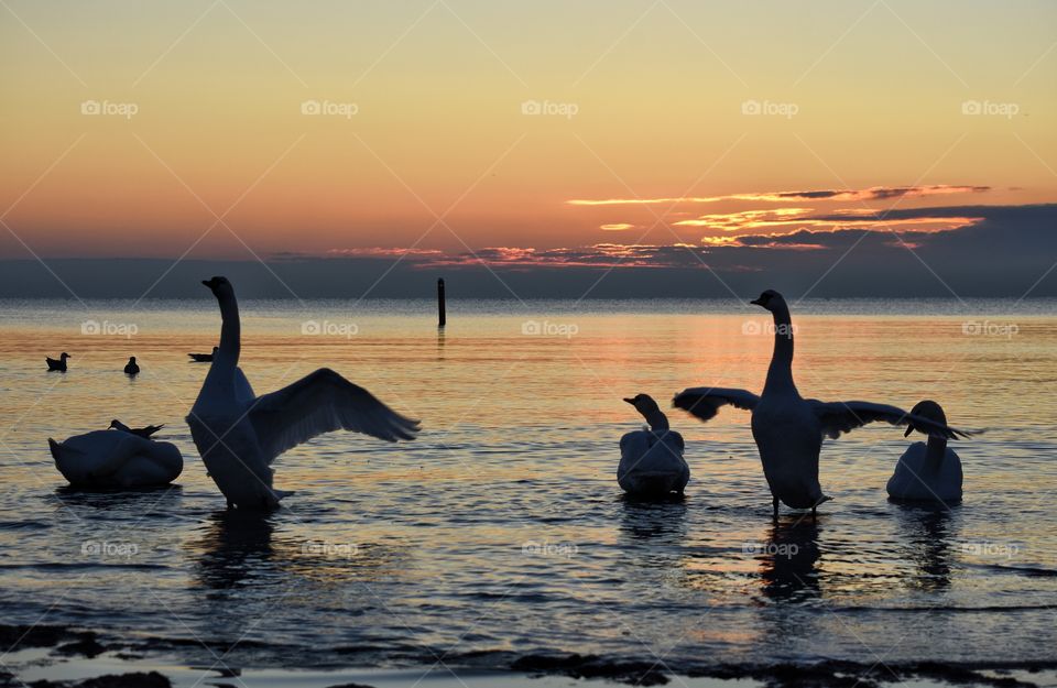 Water, Sunset, Dawn, Sea, Bird