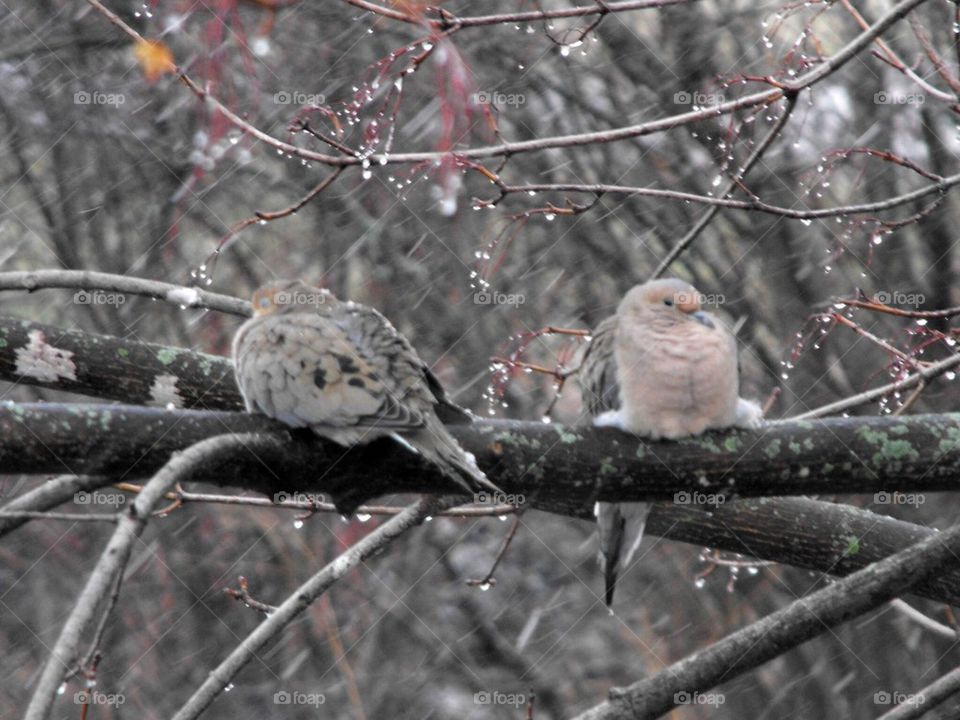 Winter Birds