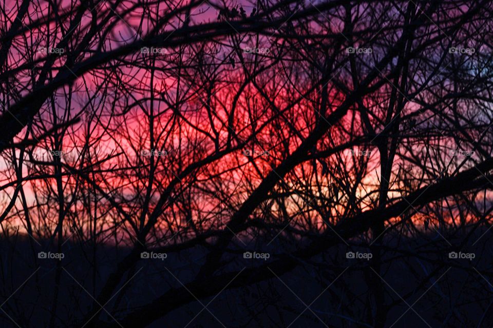 sunset through the trees