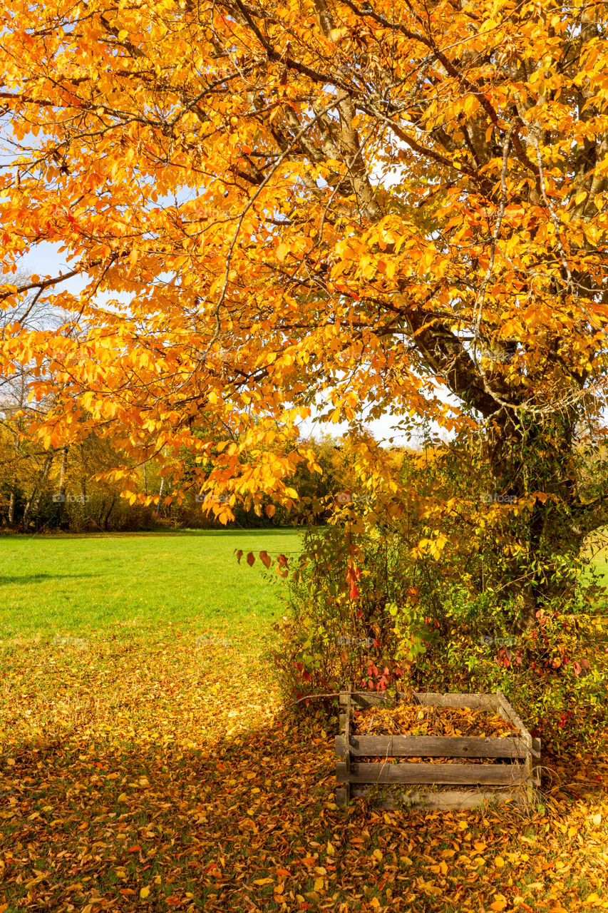 tree with colorful leaves