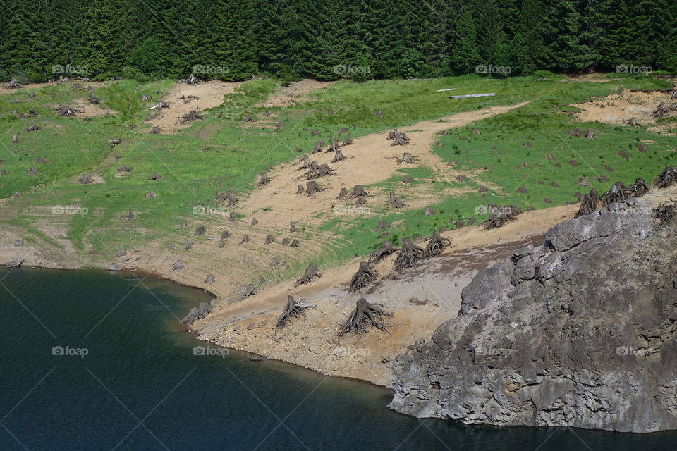 Rock outcropping and tree stumps on the steep shoreline of Cougar Reservoir in the forests of Western Oregon on a sunny summer day.