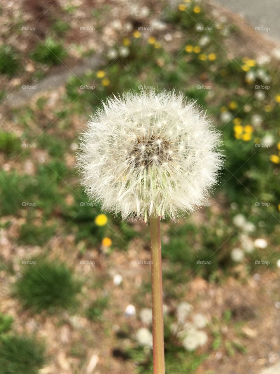 Dandelion