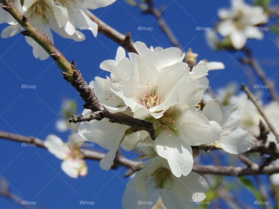 Almond tree blooming 