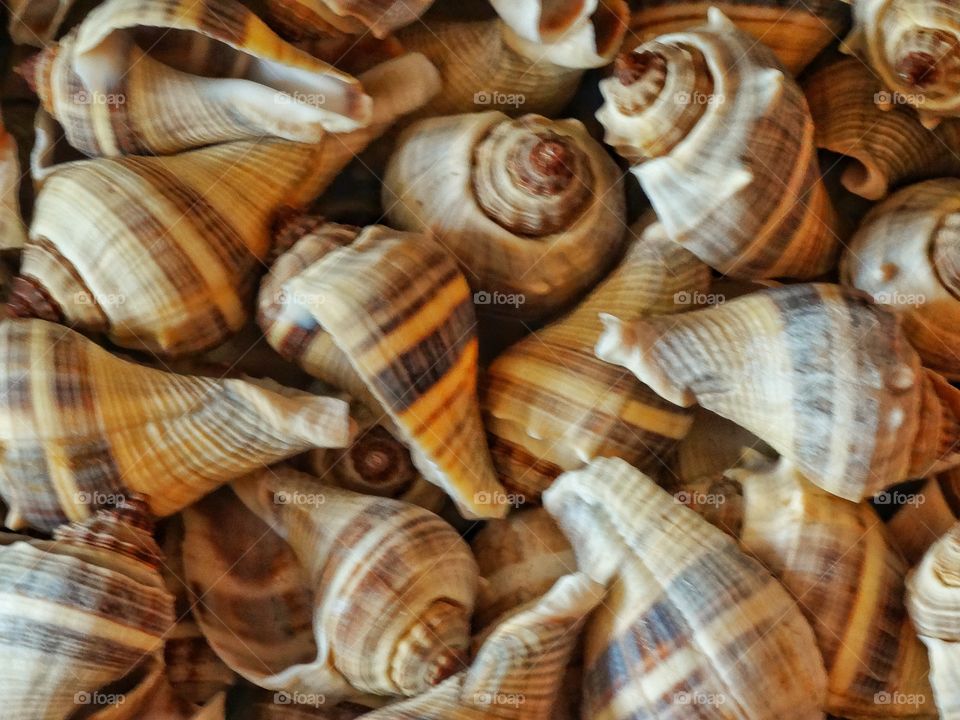 Collection Of Seashells