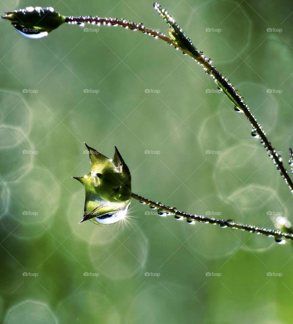 Sunlight captured on a raindrop hanging from a plant