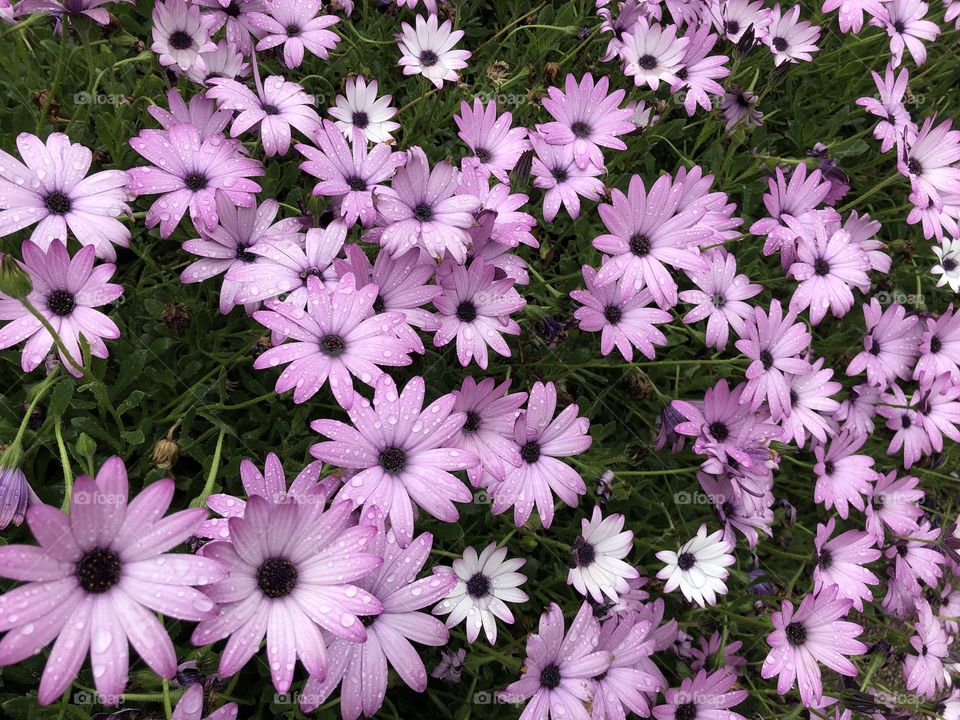 Flowers found on the coastal road in central Torquay, Devon, UK