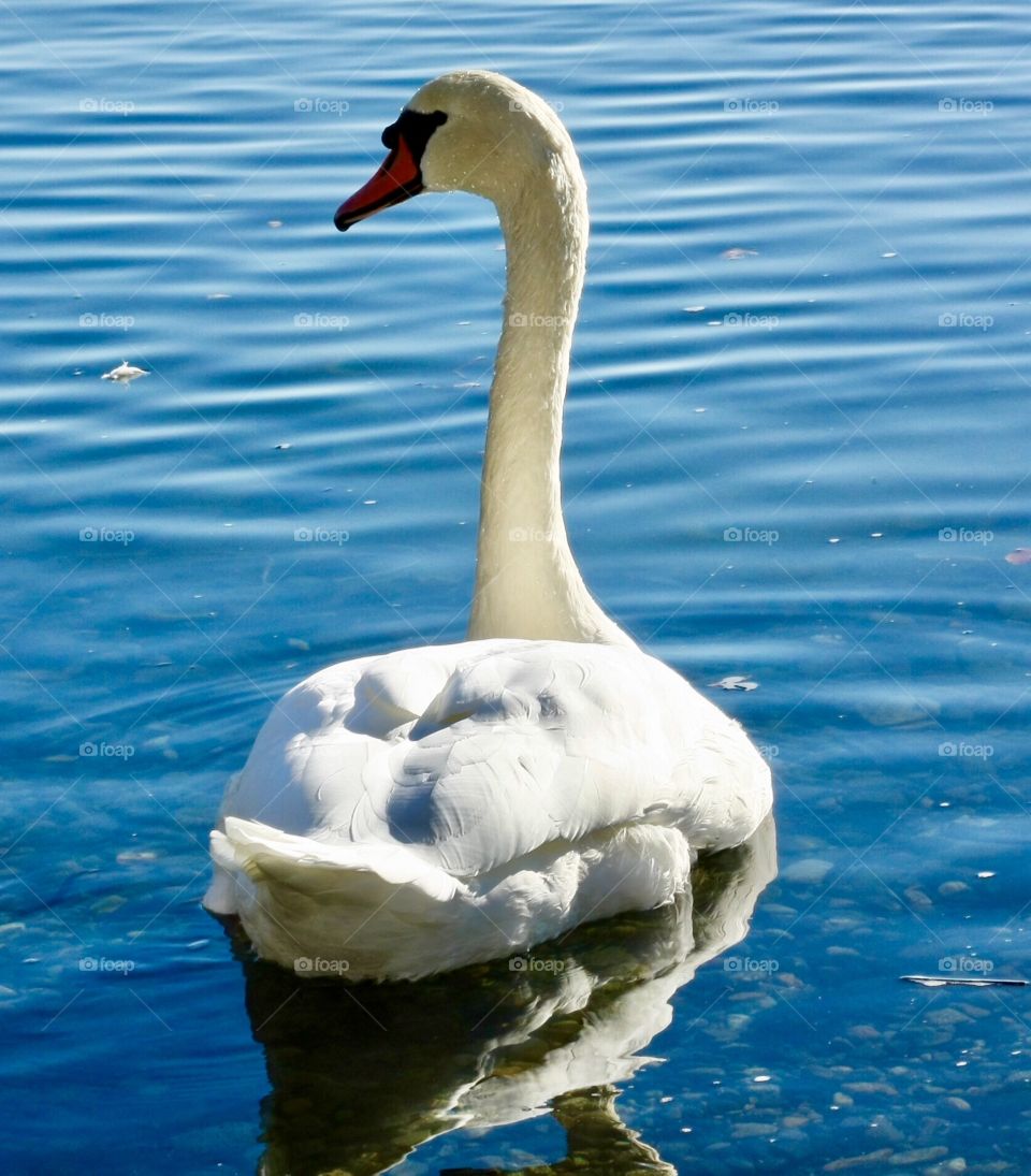 Swan glides across the ocean water