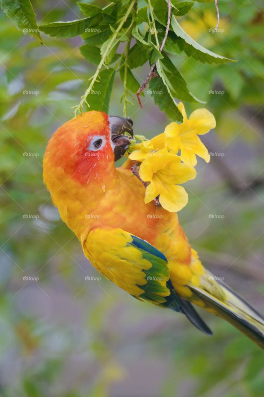 Birds and bees beauty 