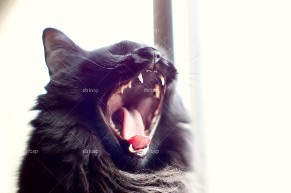 My cat yawning.