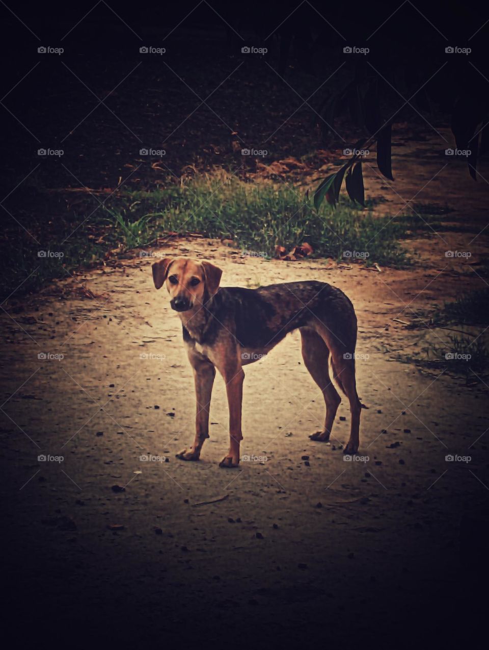 dog picture dog photo