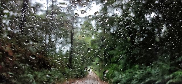 rain in the forest