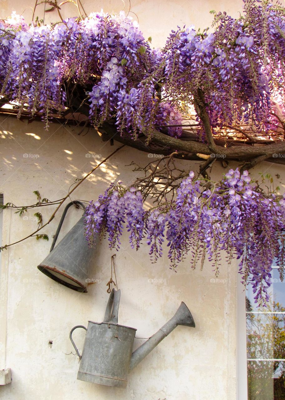 wisteria