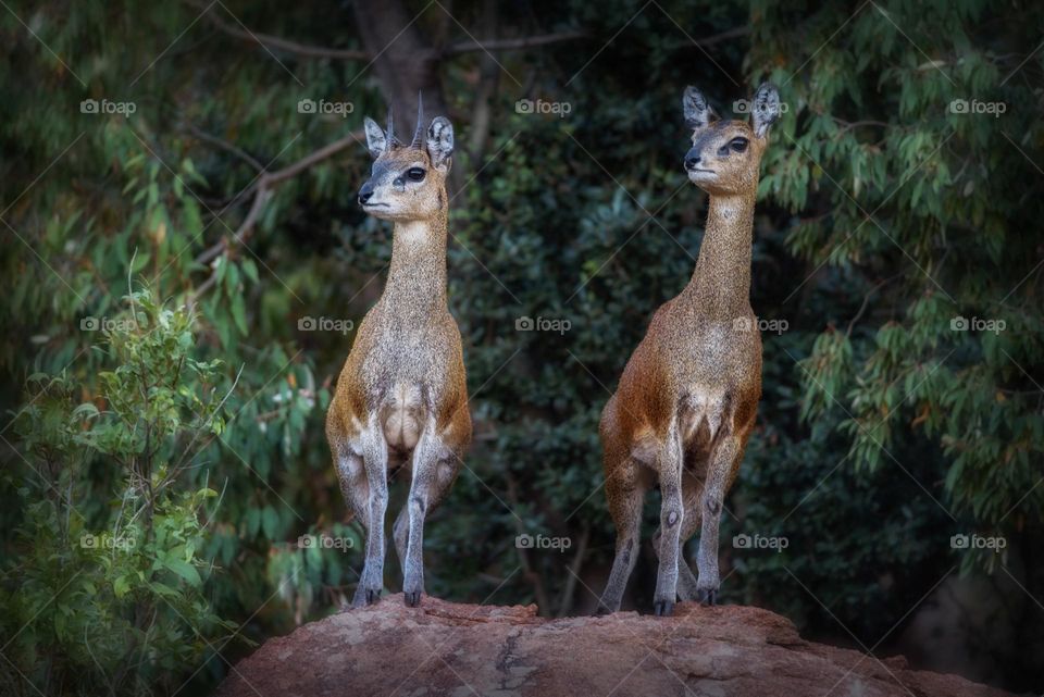 Beautiful brown colour deer